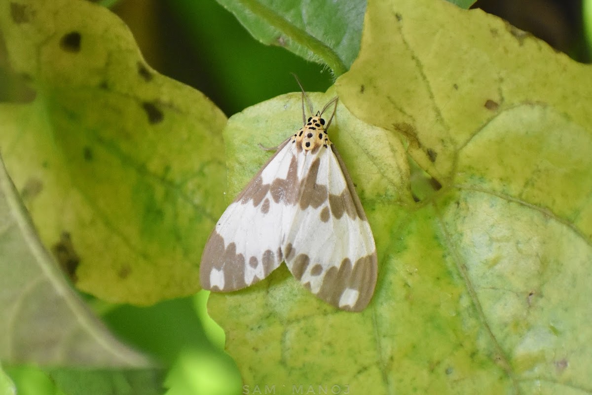 Marbled White Moth