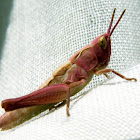 Silent Slant-faced Grasshopper