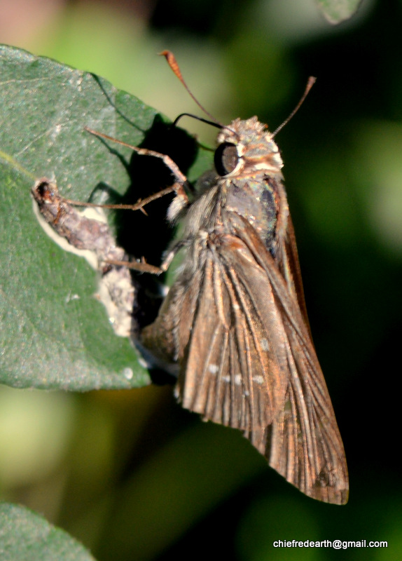 dark small-branded swift