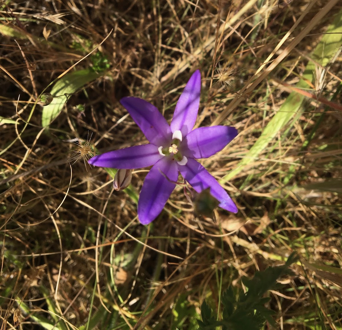 Elegant brodiaea