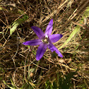 Elegant brodiaea