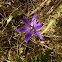 Elegant brodiaea