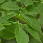 European ash