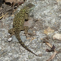 Green Spiny Lizard or Emerald Lizard