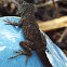 Brown Anole