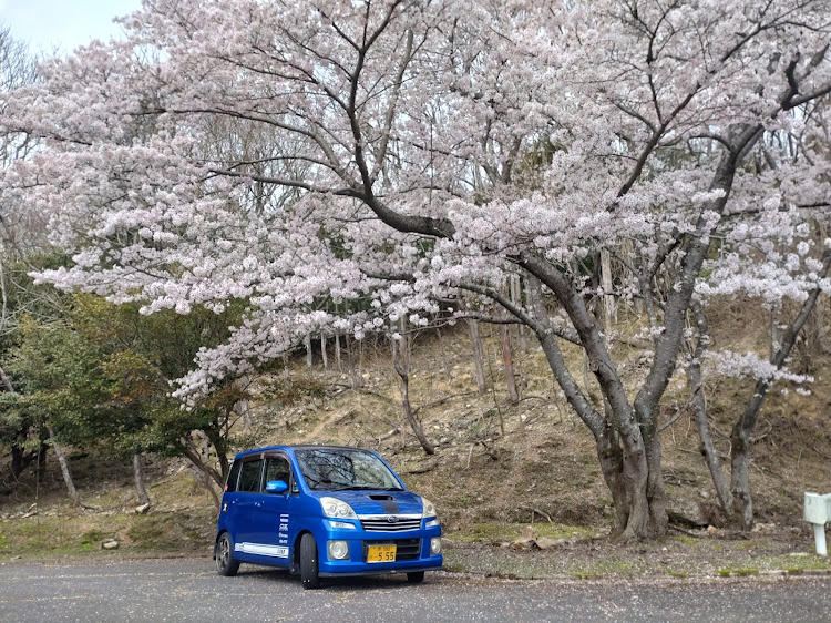 ステラの桜コラボ🌸に関するカスタム事例の投稿画像1枚目