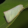 Asiatic Green Flatid