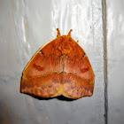 Io Moth