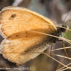 Small Heath