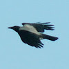 Hooded Crow