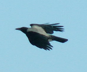 Hooded Crow