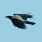 Hooded Crow