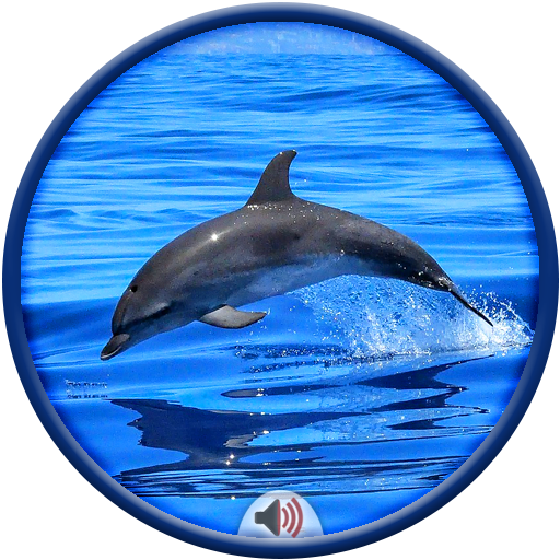 Dolphin Sounds Google Play のアプリ