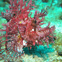 Weedy Scorpionfish/Rhinopias