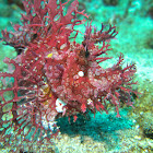 Weedy Scorpionfish/Rhinopias