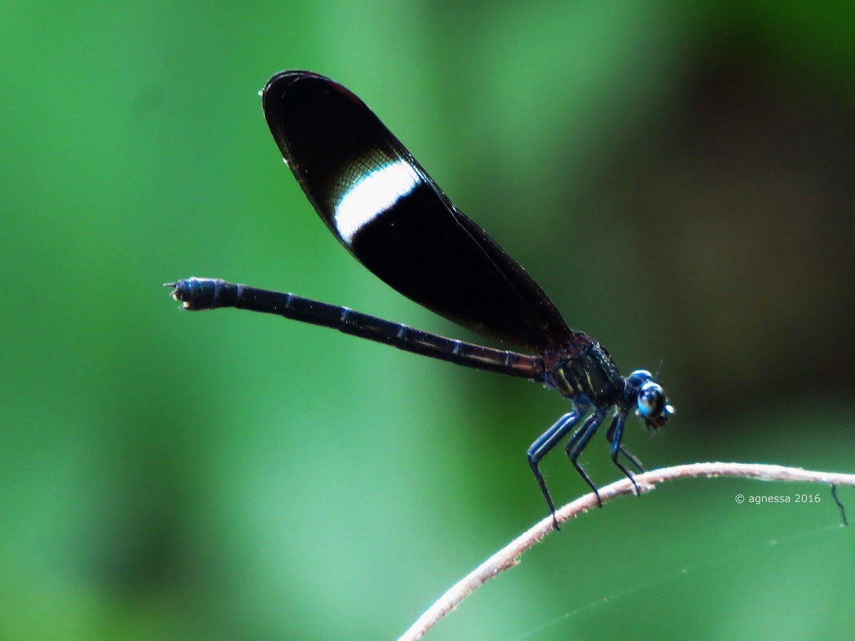 Gossamerwings ♀