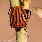 Mediterranean Striped Shield Bug