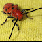 Milkweed Beetle