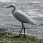 Little Egret; Garceta Común