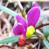 Polygala chamaebuxus