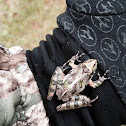 Northern Cricket Frog