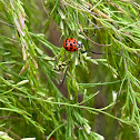 Asian Lady Beetle