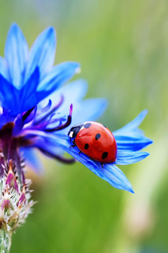 Ladybug Live Wallpaper