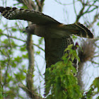 Red-shouldered Hawk