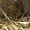 Southern Flying Squirrel