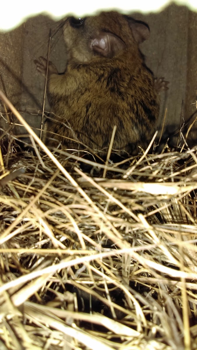 Southern Flying Squirrel