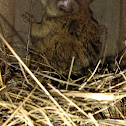 Southern Flying Squirrel