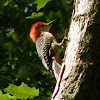 Red-bellied Woodpecker