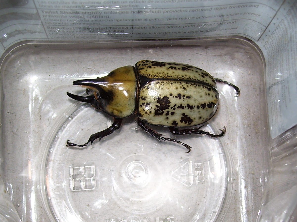 Eastern Hercules Beetle