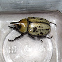 Eastern Hercules Beetle