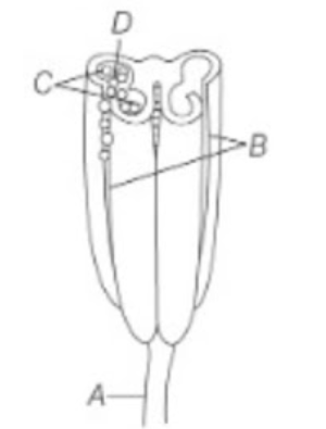 The Stamen (Microsporophyll)