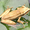 Tree Frog