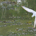 Whiskered Tern