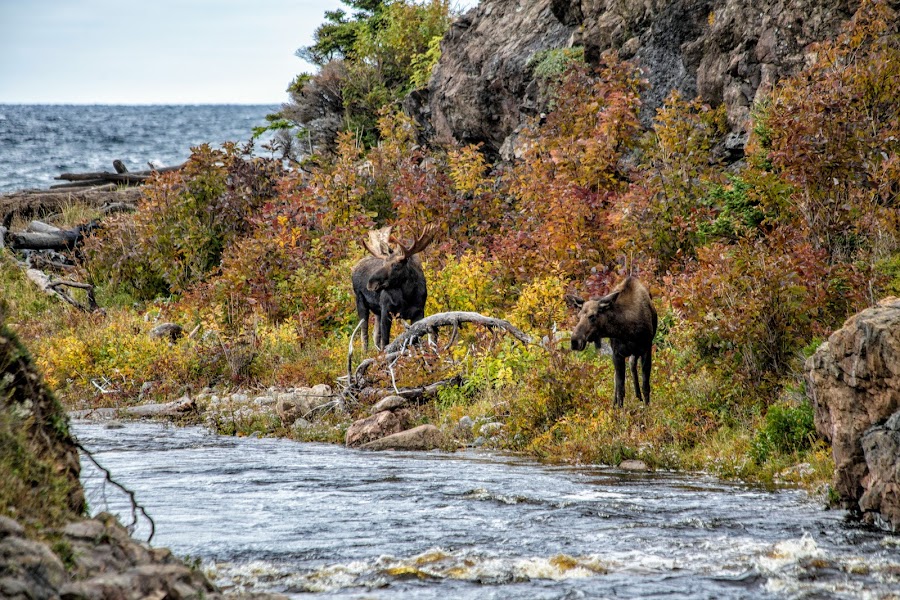 łosie, Cabot Trail, Park Narodowy Cape Breton Highlands, Nowa Szkocja, Kanada