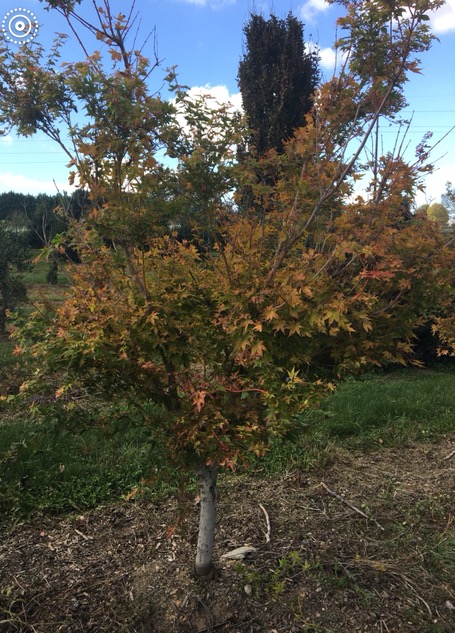 Coral bark Japanese maple