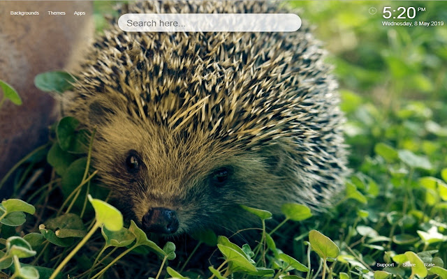 Hedgehog HD Wallpapers New Tab