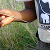 african porcupine quill