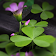 3D Flowers Live Wallpaper HD icon