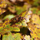 European Hornet