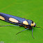 Lichen Moth