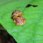 Tortoise Beetle