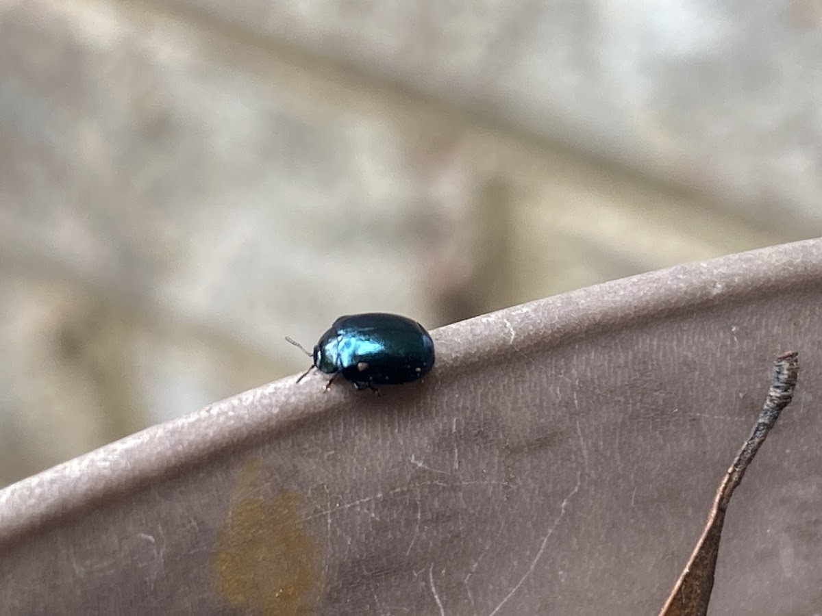 Blue Mint Beetle