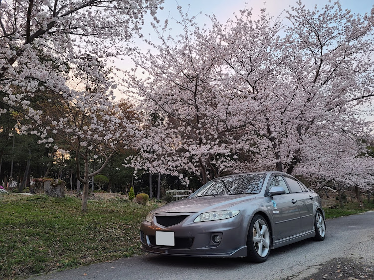 アテンザスポーツの桜とコラボ🌸・サクラと愛車・アテンザ・桜・穴場スポットに関するカスタム事例の投稿画像1枚目