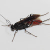 Ichneumon wasp