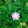 maypop, purple passionflower