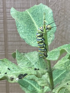 Monarch caterpillar